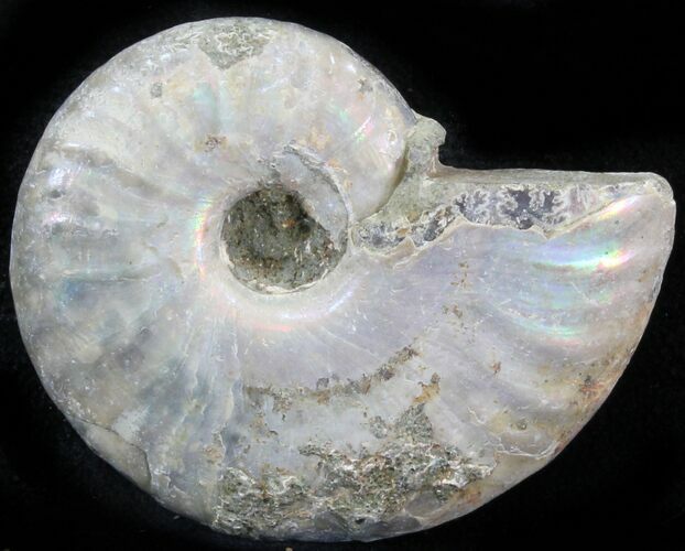 Silver Iridescent Ammonite - Madagascar #29872